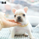 도그라이프 대구강아지분양