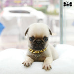 도그라이프 대구강아지분양