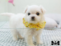 도그라이프 대구강아지분양