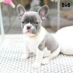 도그라이프 대구강아지분양