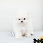 도그라이프 대구강아지분양