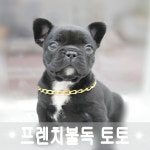 도그라이프 대구강아지분양