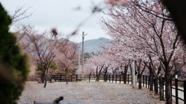 삼척엘림캠핑장