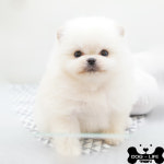 도그라이프 대구강아지분양