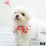 도그라이프 대구강아지분양