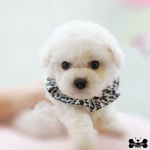 도그라이프 대구강아지분양