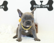 도그라이프 대구강아지분양