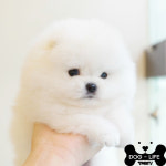 도그라이프 대구강아지분양