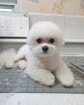 THE예쁘개
