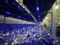 농업회사법인 송이애