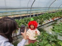 솔비네딸기 체험농장