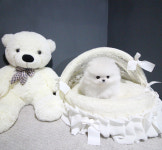 도그웨이 부산점