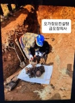 금오장의사