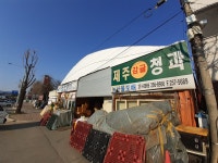 제주청과