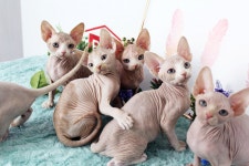 고양이분양 전문 달루나캣츠 왕십리점