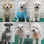 더조은펫