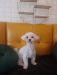 김고은그루밍샵