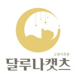고양이분양 전문 달루나캣츠