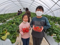 솔비네딸기 체험농장