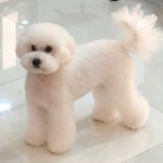 그루밍공화국