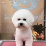 그루밍공화국