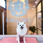 그루밍공화국