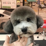 그루밍공화국