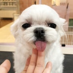 그루밍공화국
