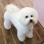그루밍공화국