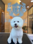 그루밍공화국