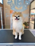 그루밍공화국