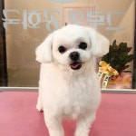 그루밍공화국