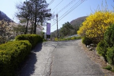 마로니에1970