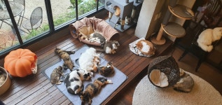 청주고양이 입양지원센터 애니멀공화국