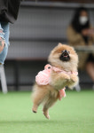 브루하하 [애견운동장,애견카페]