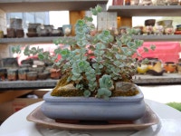 영희의들꽃정원