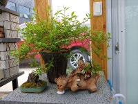 영희의들꽃정원