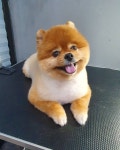 개선생