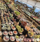 다산 프리티다육