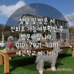 애견학교 바니버니 애견훈련소&애견호텔