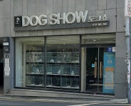 도그쇼 강아지분양 애견입양 부산본점