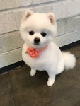 퍼피파파