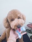 Dog깨비