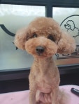 Dog깨비