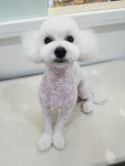핑크펫미용실