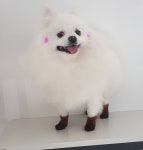 그로잉독