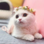 부산고양이미용&호텔 무냥무냥 대연점