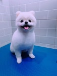 댕댕이미용실