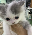 해피주 동물카페