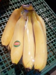 예산청과야채